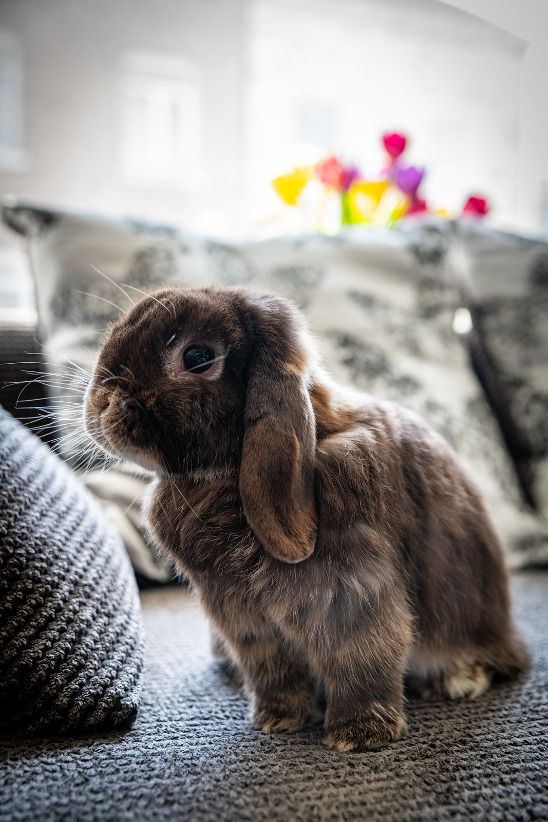 HOLLAND LOP BUNNIES AND RABBITS RABBITS AND BUNNIES FOR SALE, PET