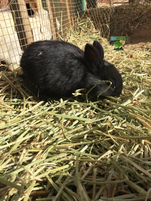 Rabbits And Bunnies For Sale Near Me Rabbits High Desert Ca Lop